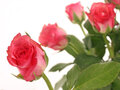 Bild zeigt rosa Rosen als Dankesblumenstrauss für die tolle Dominasession