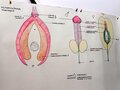 blog/was-ist-eigentlich-eine-yoni-massage/yoni-massage-kurs-bei-anukan-dresden.jpeg